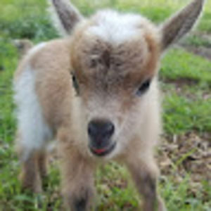 Meet your Posher, Willowrose